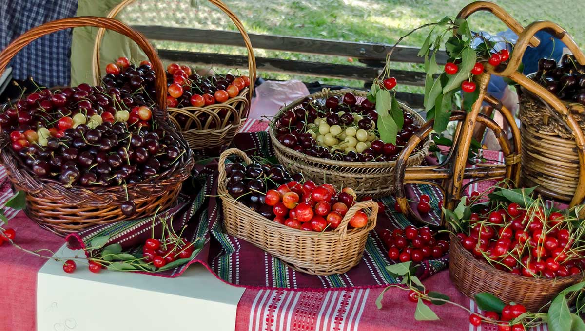 The cherry festival in Kyustendil