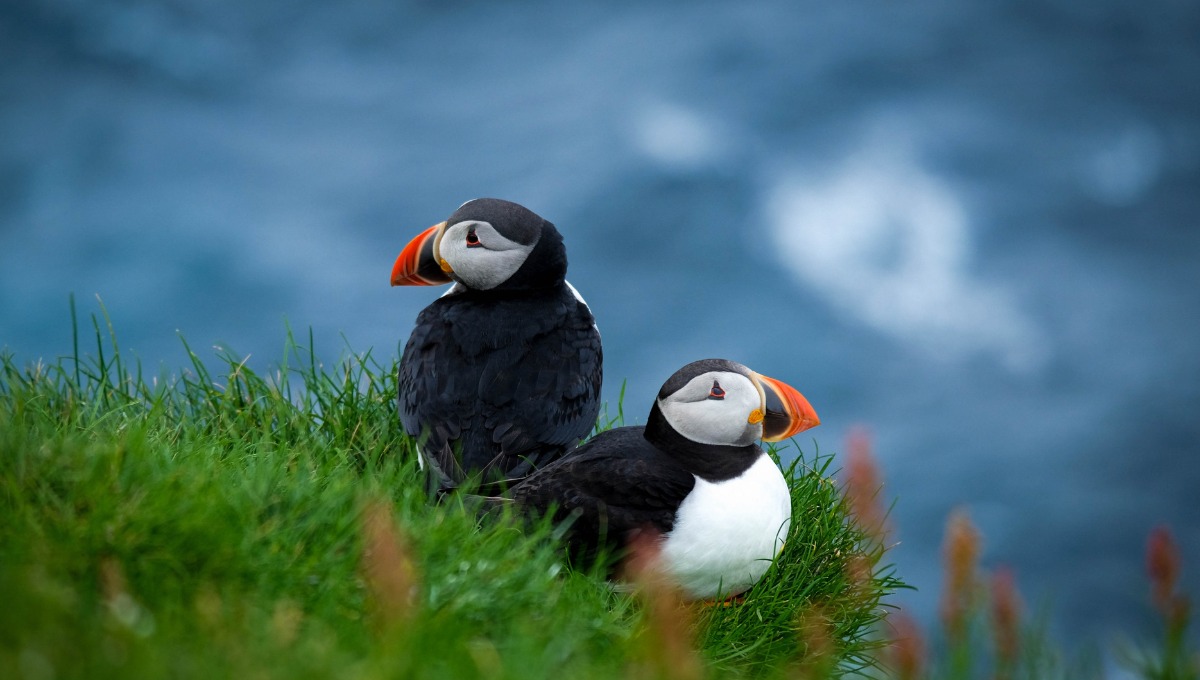 Puffin watching - Low Cost Vibes Blog, Good Vibes Only