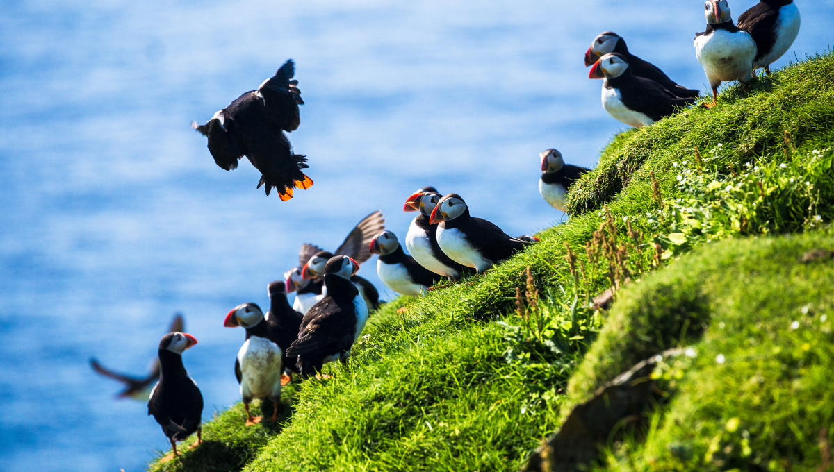 Guidelines to watch puffins, Puffin watching in Iceland - Low Cost Vibes Blog